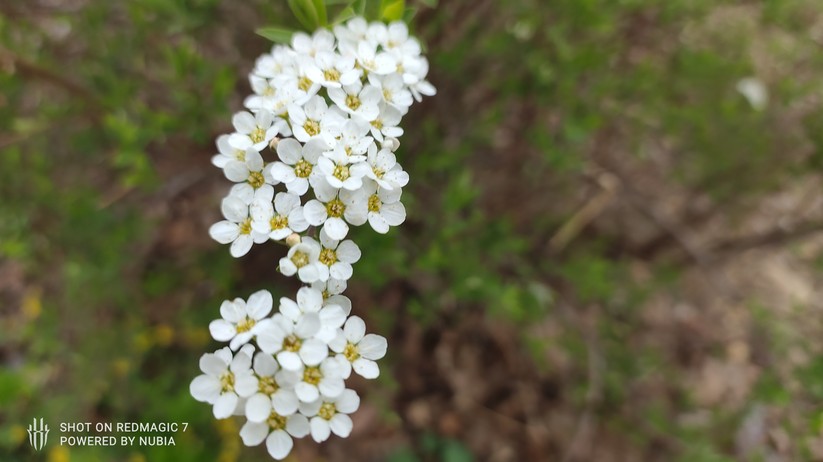 Nubia RedMagic 7 - Originalaufnahmen