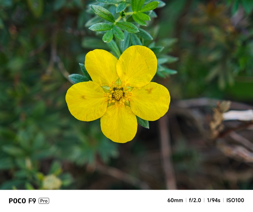 Xiaomi Poco F9 Pro: Makromodus mit Telelinse bei 2,5x Zoom (optisch)