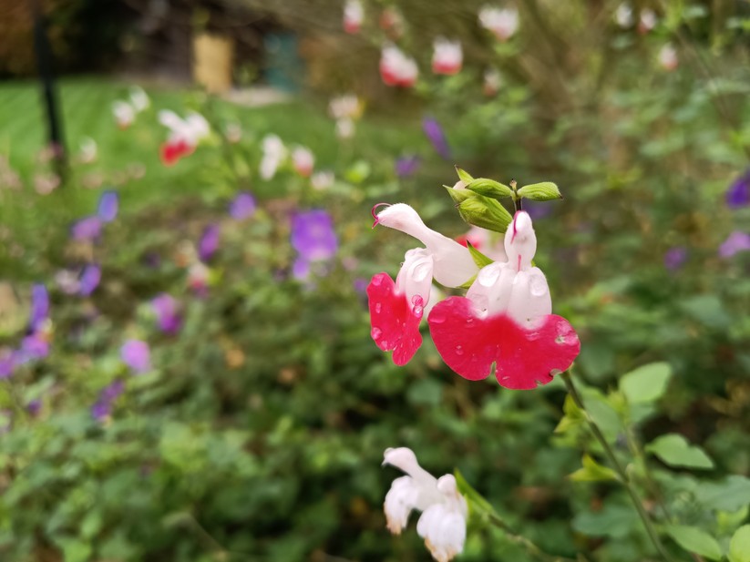 Motorola Moto G56 5G – Originalaufnahmen