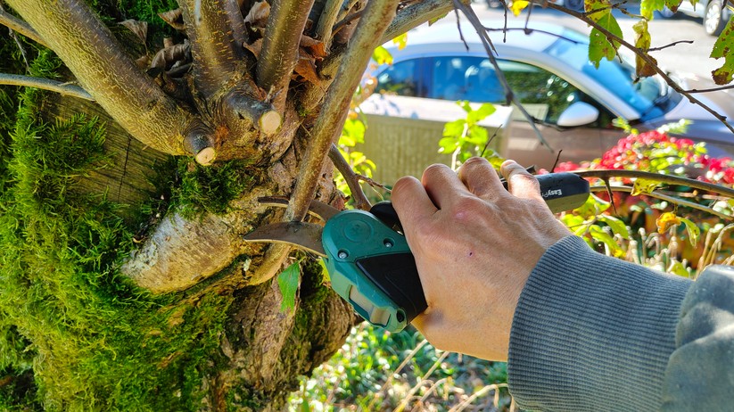 Bosch Easyprune
