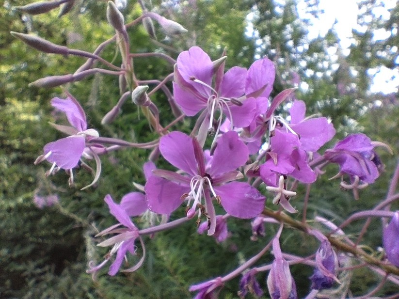 T Phone 2 Pro - Originalaufnahmen