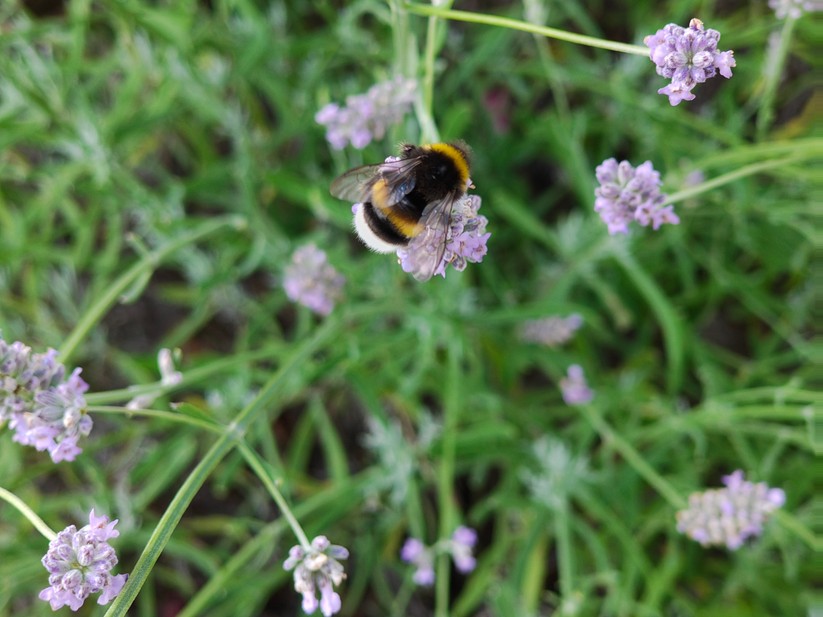 Motorola Edge 50 Pro