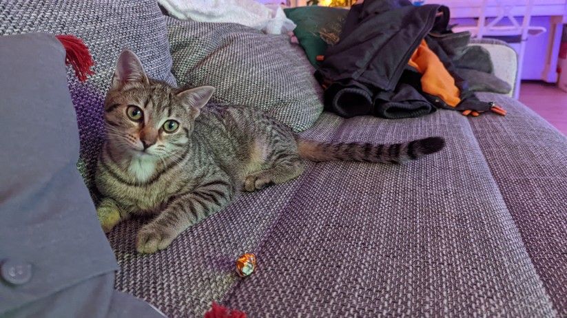 Google Pixel 6 Pro Fotos