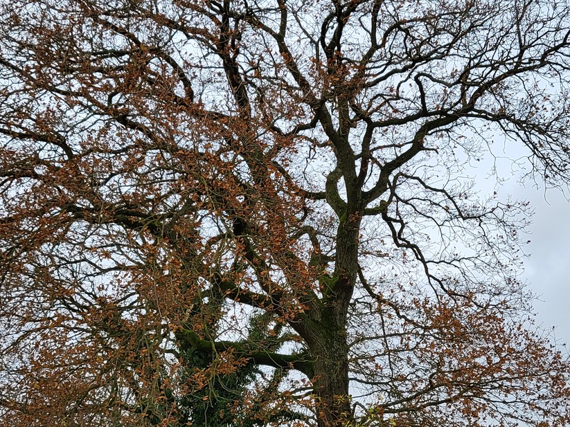 Samsung Galaxy Z Flip 3 5G