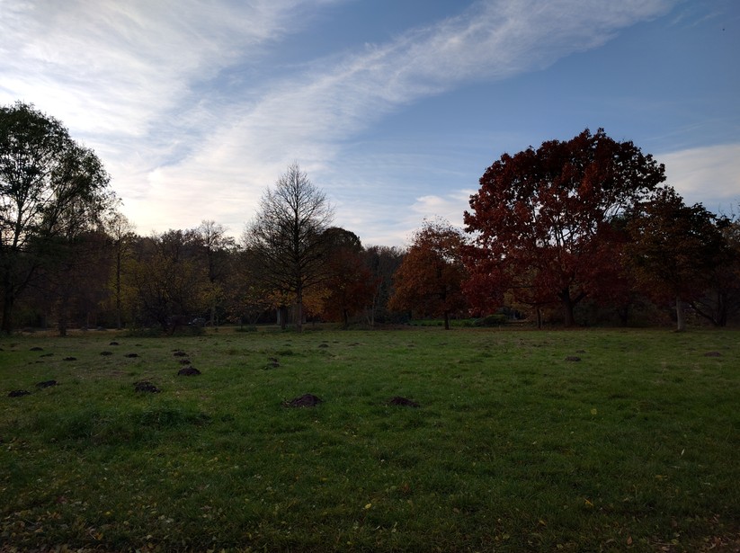 Google Nexus 5X (back light)