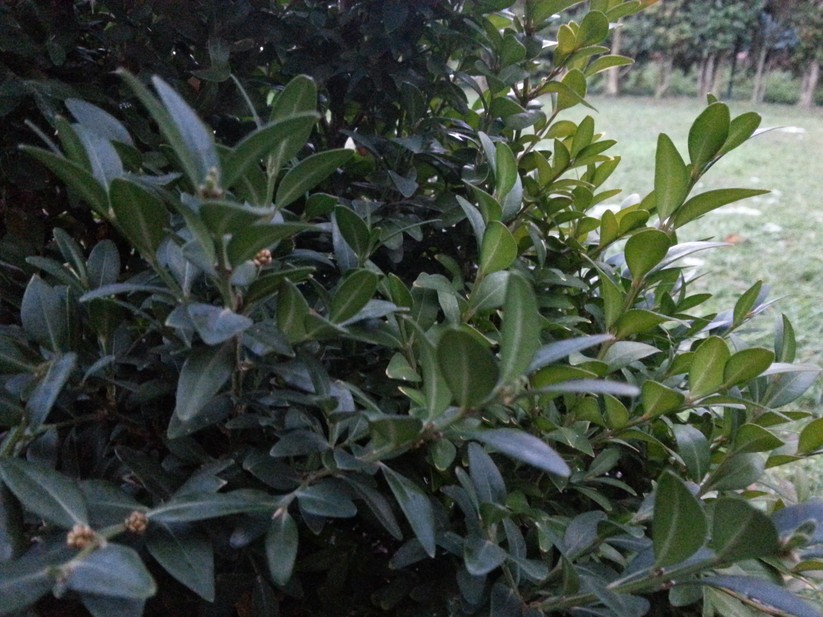 Testfoto geschossen mit Samsung GT-N7100 Galaxy Note II