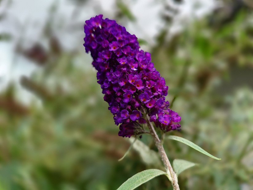 Sony Xperia 1 VII - Originalaufnahmen 