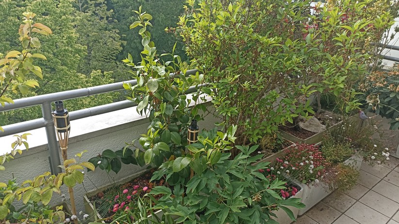 Fotos des Xiaomi Redmi Note 10S