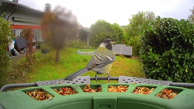 Fotos der Birdfy-Kamera