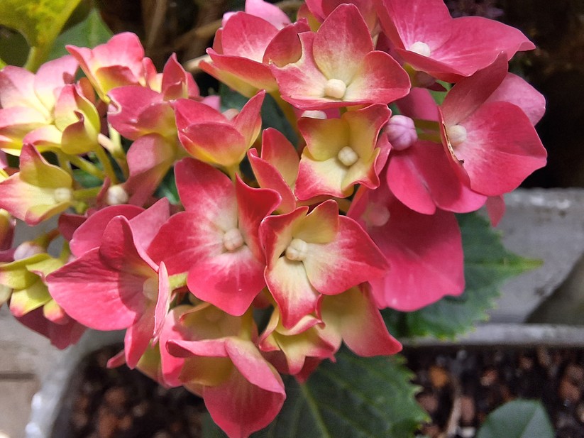 Samsung Galaxy A54 - Originalaufnahmen 