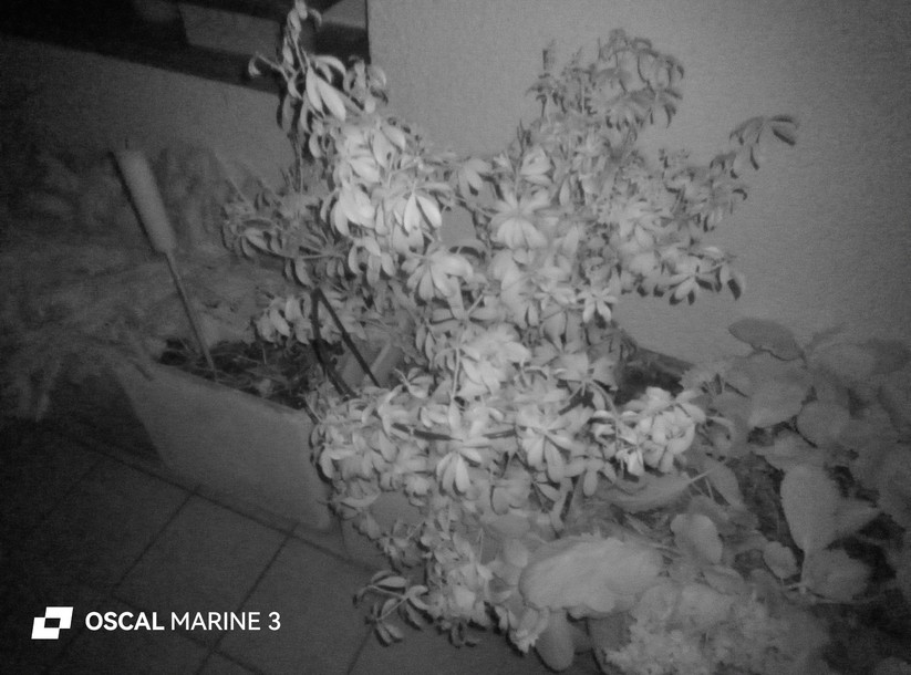 Oscal Marine 3 - Originalaufnahmen