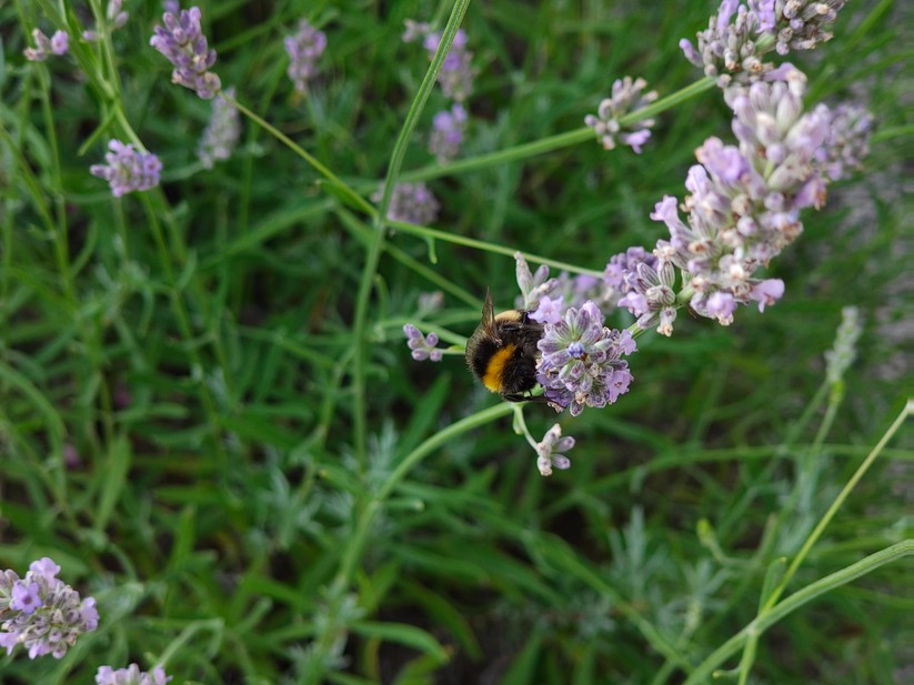 Motorola Edge 50 Pro