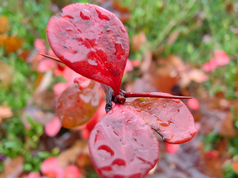 Huawei Mate 50 Pro - Originalaufnahmen