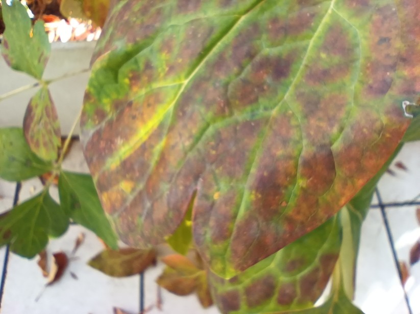 Oukitel WP60 - Originalaufnahmen 