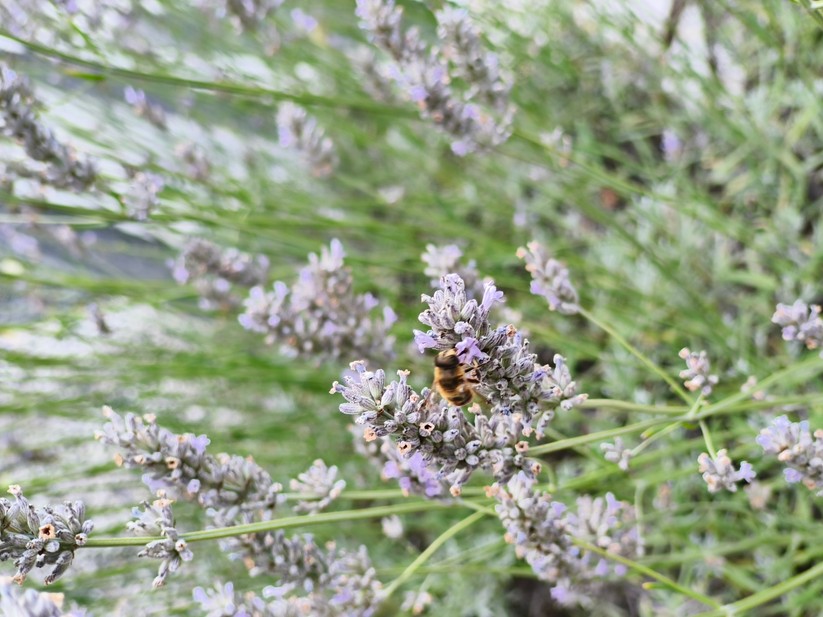 CMF Phone 2 Pro - Originalaufnahmen 