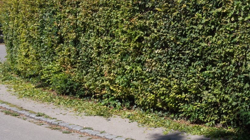 Laubsauger Stihl SHA 56