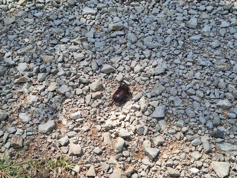 Samsung Galaxy A54 - Originalaufnahmen 