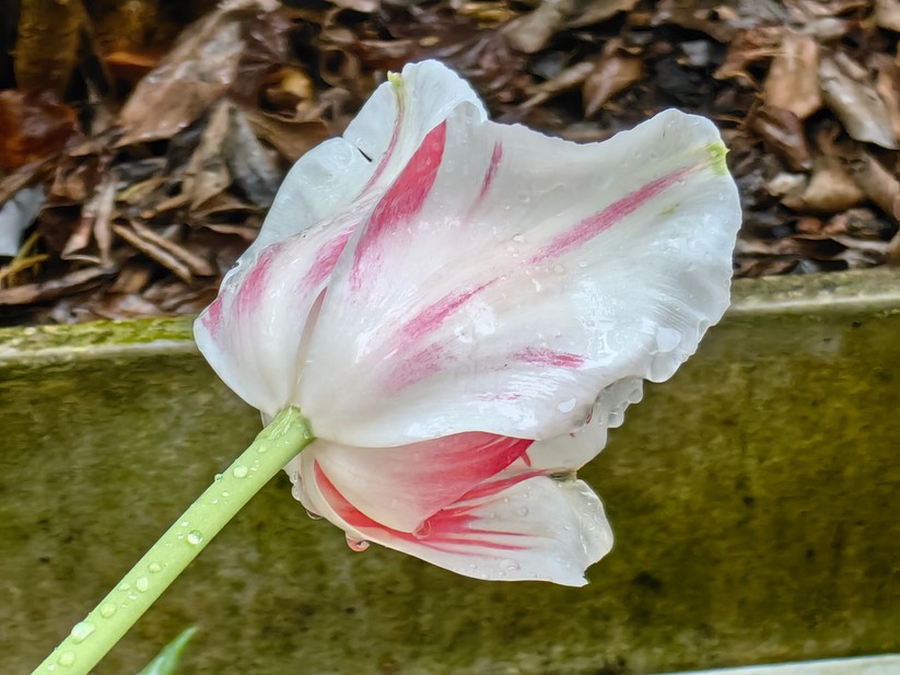 Huawei P60 Pro - Originalaufnahmen