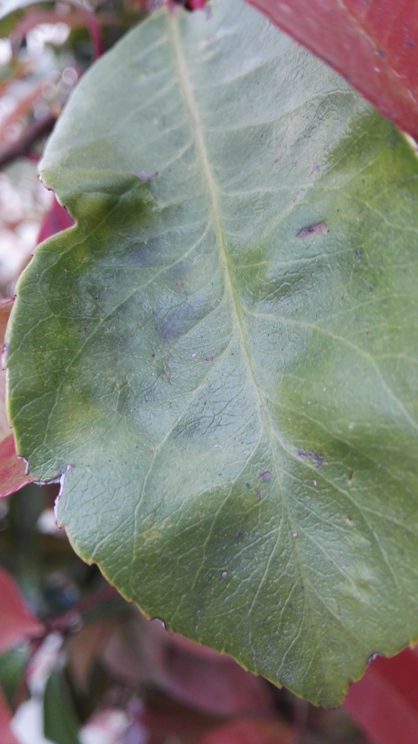 Kamerabilder: HUAWEI P8