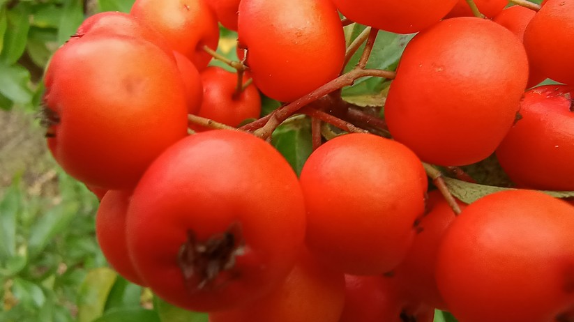 Motorola Edge 20 Lite