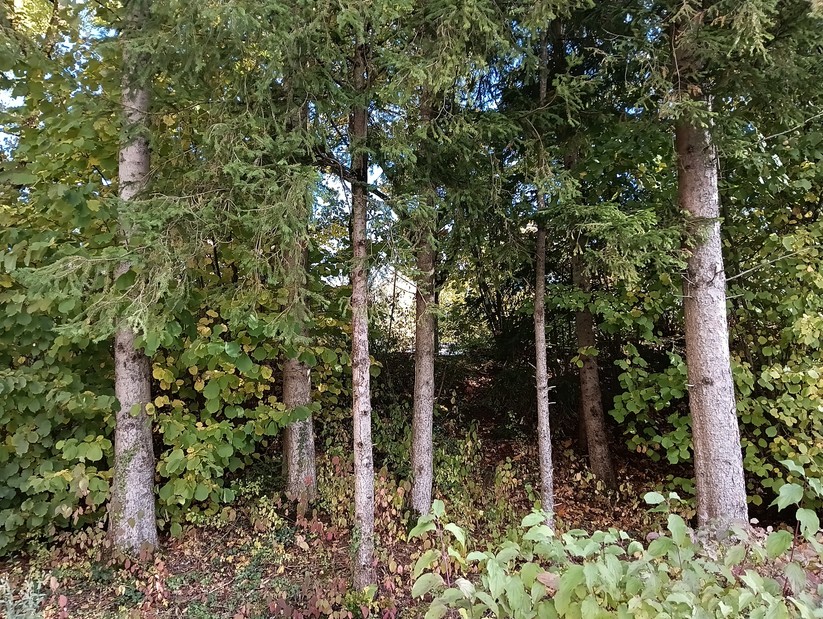 Cat S75 - Originalaufnahmen