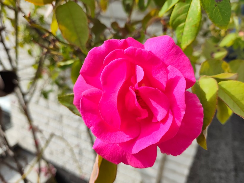 Poco F5 Pro