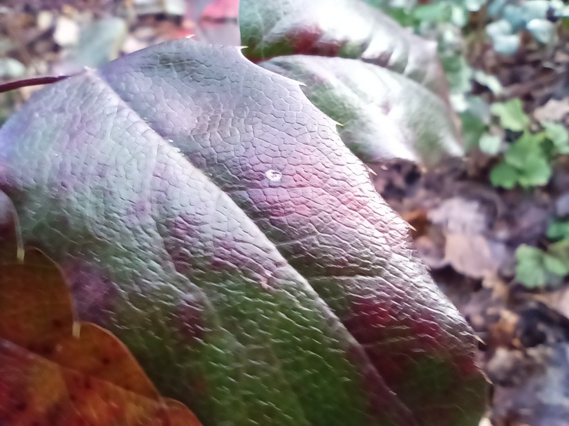 Gigaset GX6 - Originalaufnahmen