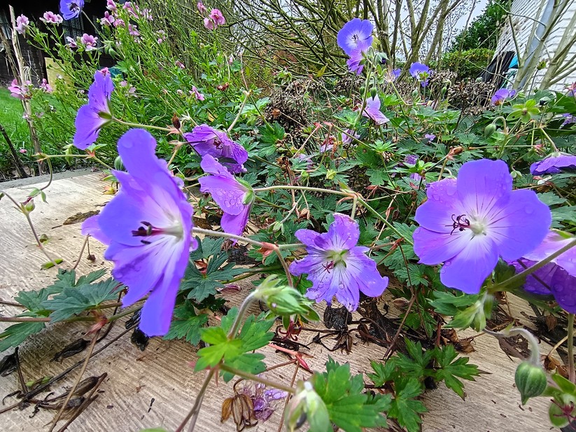 Motorola Moto G56 5G – Originalaufnahmen