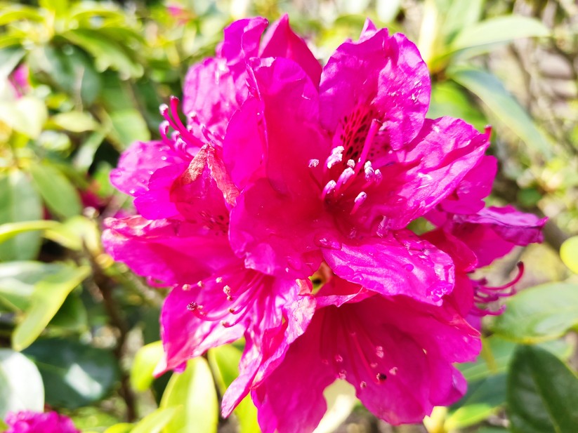 Xiaomi Poco X3 Pro