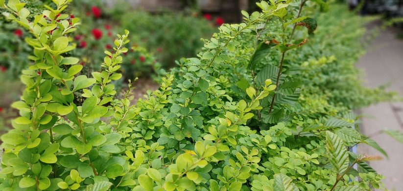 Bild mit Schärfentiefe-Effekt