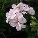 Testfoto geschossen mit einem HTC ChaCha | BestBoyZ