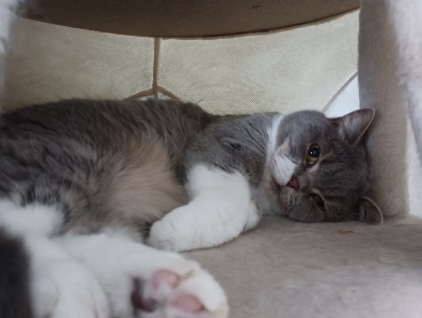 Xiaomi Redmi Note 11S 5G