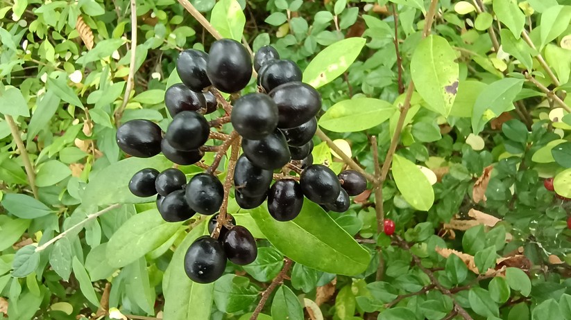 Motorola Edge 20 Lite