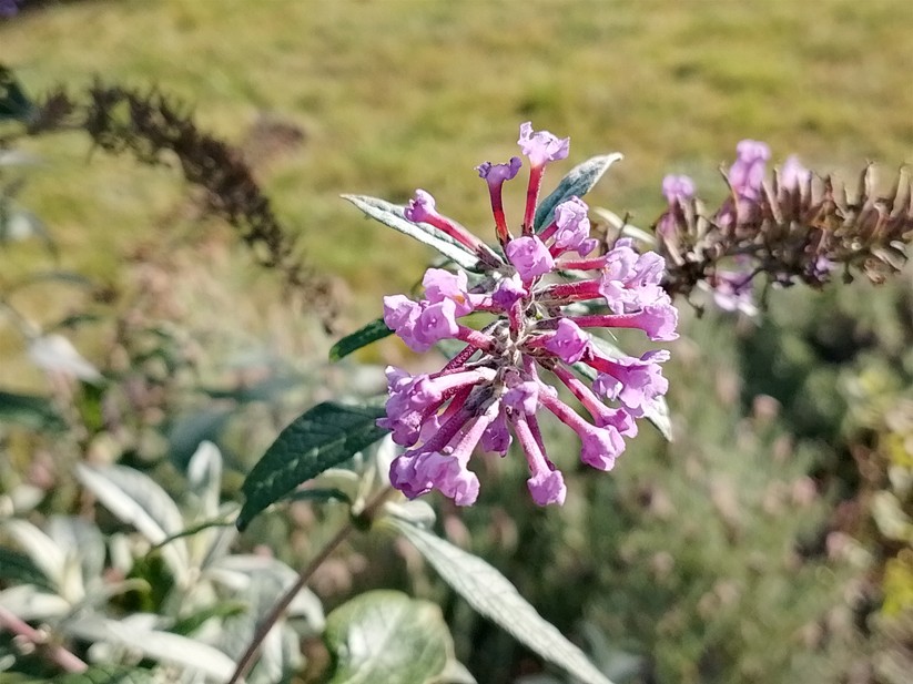 HMD Pulse Pro - Originalaufnahmen