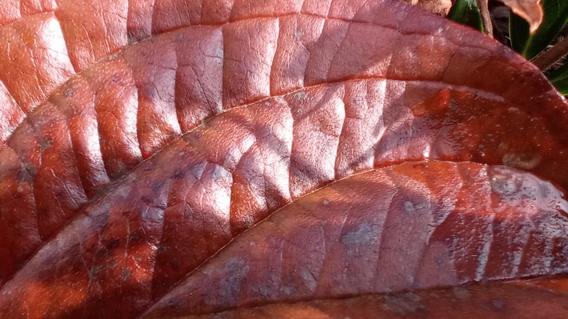 Blackview BV7100 - Originalaufnahmen