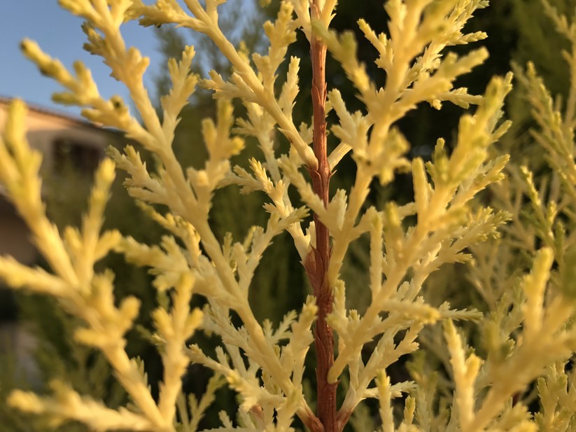 Testbild gemacht mit einem Apple iPhone 7