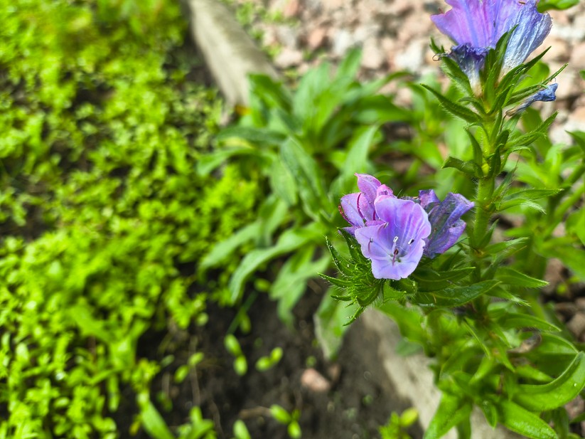 Motorola Razr 60 - Originalaufnahmen