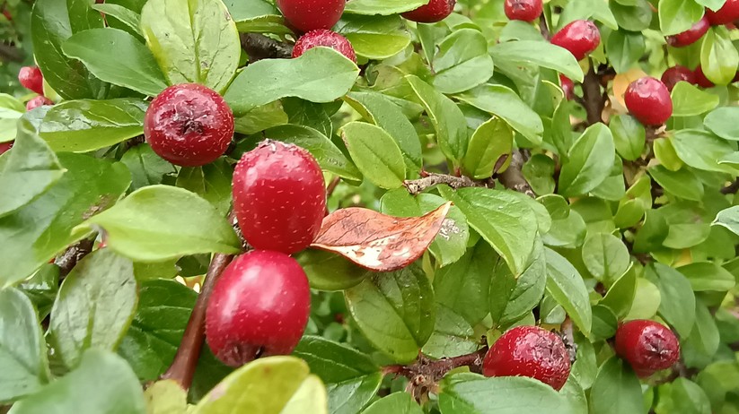 Motorola Edge 20 Lite