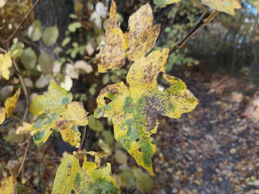 Samsung Galaxy Xcover 7 Pro – Originalaufnahmen