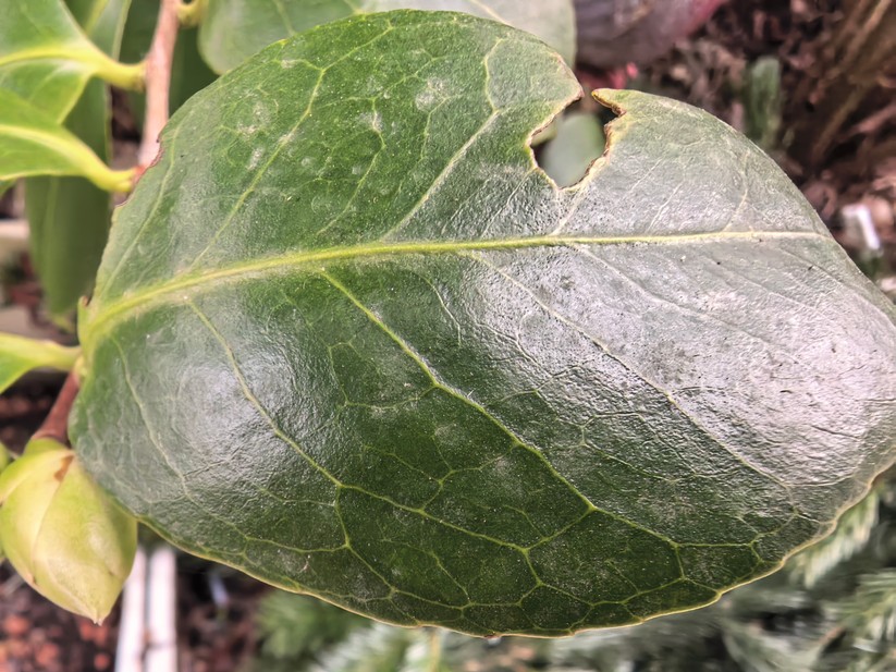 Huawei Mate X6 - Originalaufnahmen 