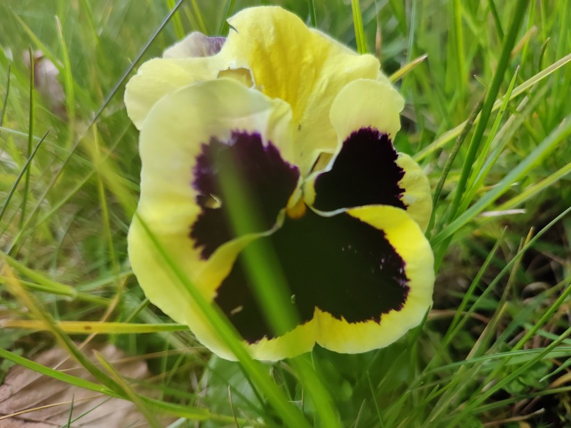 Xiaomi Redmi Note 10 Pro