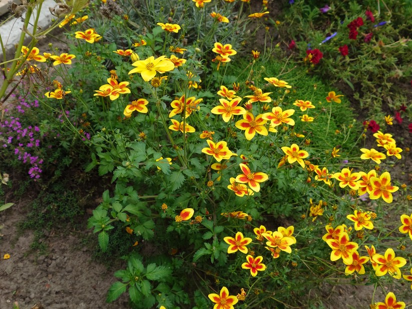 Sony Xperia 1 VII - Originalaufnahmen 