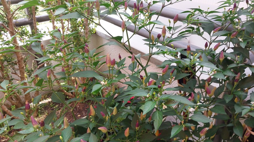 Samsung Galaxy Xcover 6 Pro