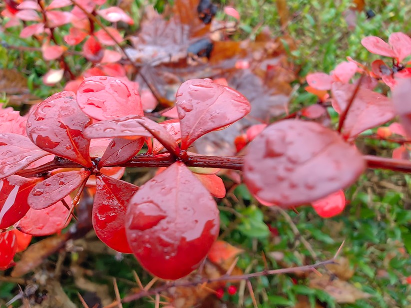 Huawei Mate 50 Pro - Originalaufnahmen