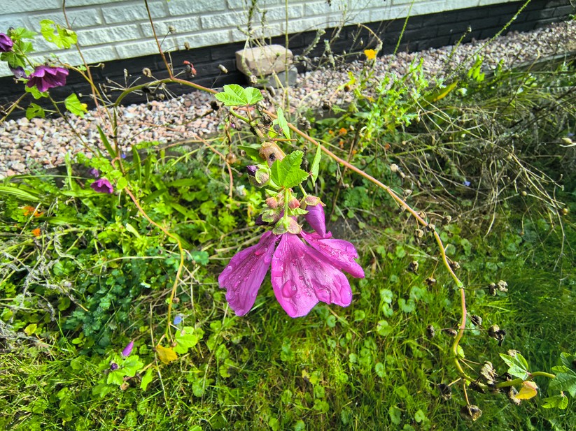 Motorola Razr 60 - Originalaufnahmen