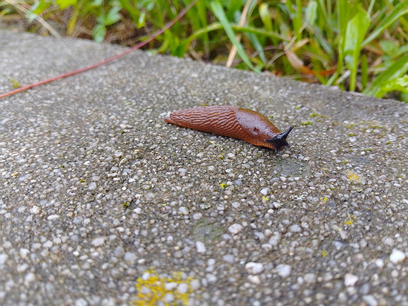 Nokia G22 – Fotos