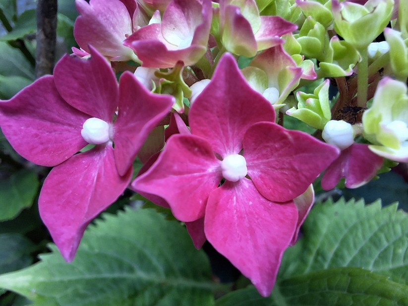 Samsung Galaxy A54 - Originalaufnahmen 