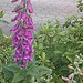 Testfoto geschossen mit einem Sony Ericsson Vivaz | BestBoyZ