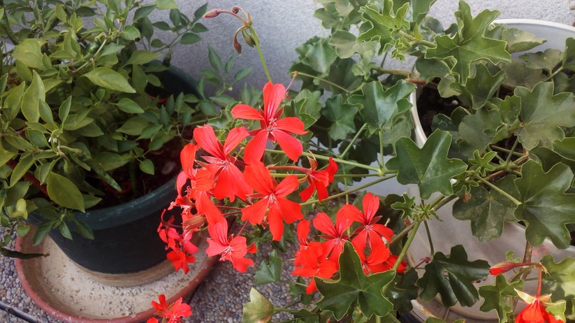 UMI Emax – Testfoto