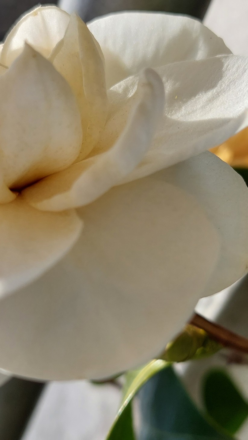 Mit dem Samsung Galaxy A52 geschossene Fotos